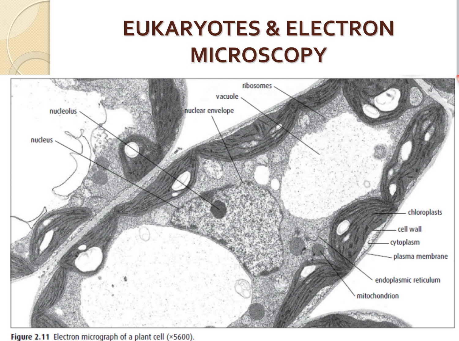 IB Biology SL & HL Ultrastructure of Cells 01